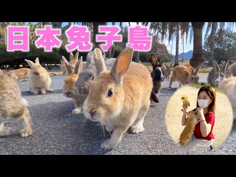 [CC: Eng Sub] I went to a rabbit island full of rabbits and it was paradise.