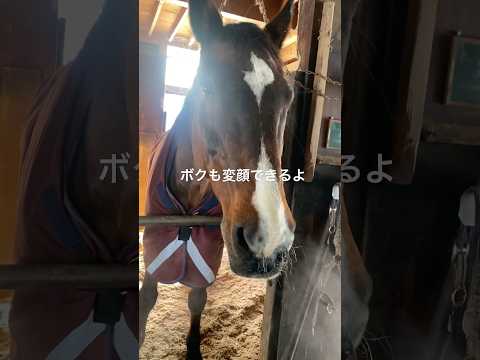 さっちゃんの変顔 #サチモ #坊っちゃんのマネ #変顔だ #horse