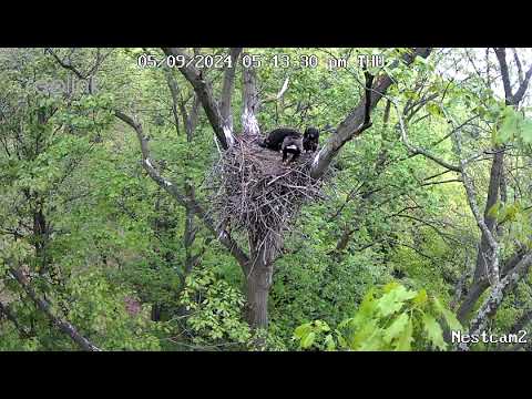 Parent Bald Eagle with eaglets