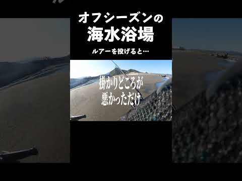 海水浴場でルアーを投げると… #shorts #釣り #サゴシ #サワラ #ライトショアジギング