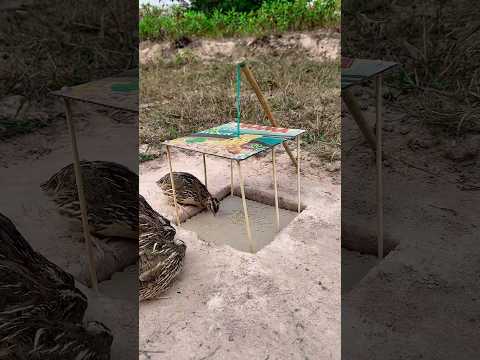 best diy underground quail trap #shorts