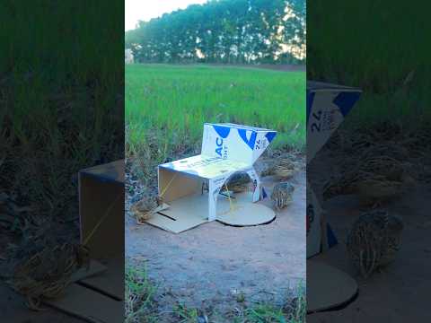 Really Amazing Unique Underground Quail Trapping Using Cardboard Box and Hole #ytshorts #animaltrap