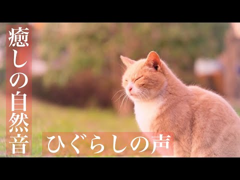 【癒しの自然音】ひぐらしの美しい鳴き声でリラックスするひと時（睡眠用BGM・勉強用・作業用BGM・ASMR風サウンド・イヤホン推奨）　Japanese healing sound