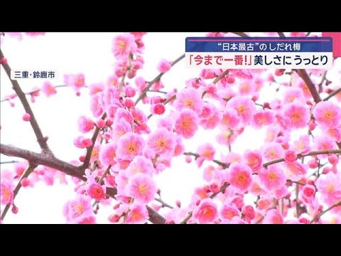 美しさにうっとり“日本最古”しだれ梅　初夏の陽気　衣替えは？みんなの“ひと工夫”【スーパーJチャンネル】(2025年3月13日)