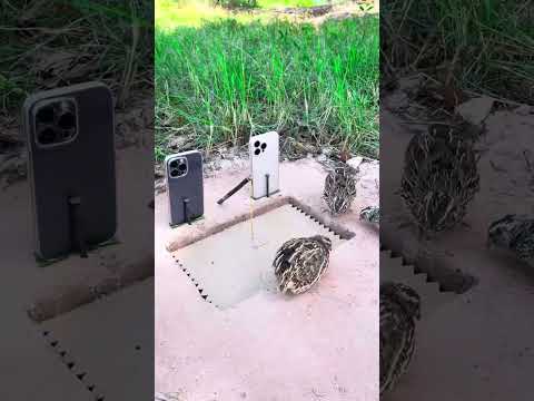 Easy Creative Underground Quail Trap Using Cardboard Box And Cans #shortvideo