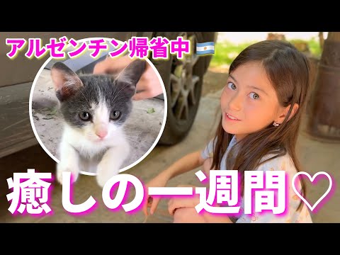 【アルゼンチン帰省】サンフアンで過ごす子猫との幸せな日々