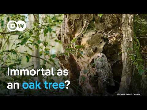 Europe's oak trees - Are the mighty giants in danger? | DW Documentary