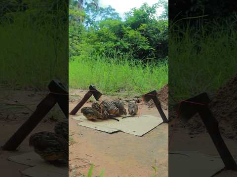 Survival Quail Trap: Create DIY Cardboard Bird Trap #short #ytshort #birdtrap