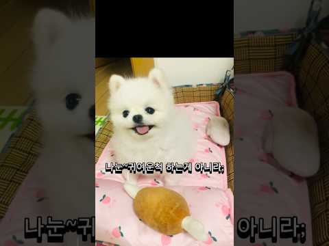 #cutedog #귀엽게#포메라니안 #태어나줘서고마워