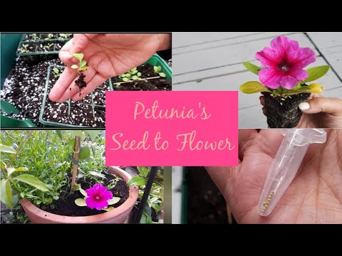 Sowing Pelleted Petunia Seeds - with RESULTS - Petunia F1 Easy Wave Bubblegum