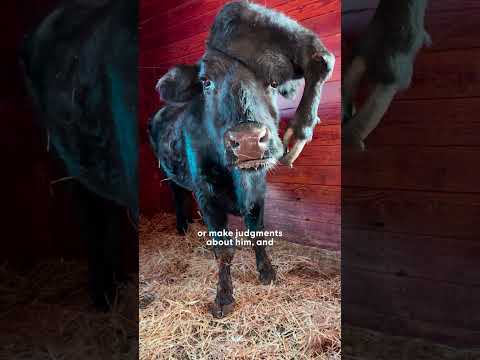 Cow Has A Fifth Leg On His Head That Saved His Life | The Dodo