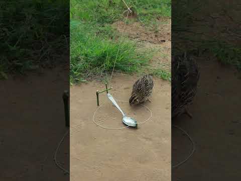 DIY Quail Trap With Spoon #shortsviral #shortvideo #shorts