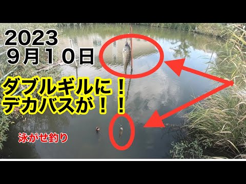 【アピールが大事？】#バスフィッシング #バス釣り #琵琶湖バス釣り #琵琶湖 #琵琶湖釣り #泳がせ #泳がせ釣り #生き餌 #デカバス