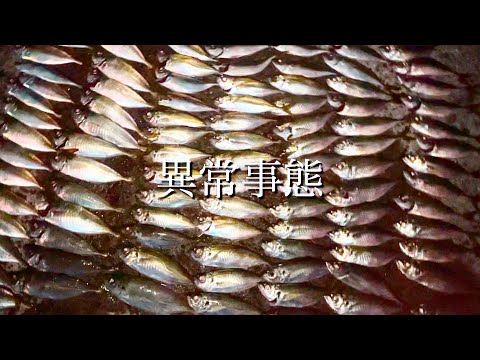 いつも通り釣り行ったらバグってた