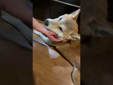 柴犬三太君　ご飯待ち