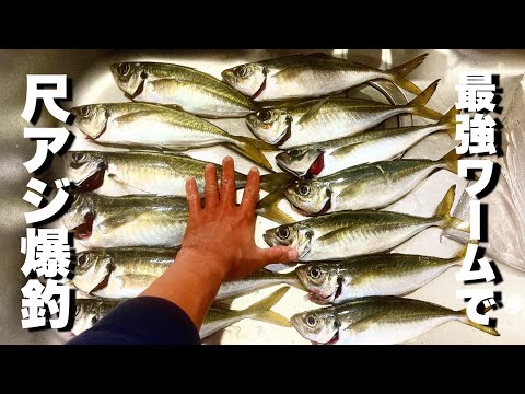 釣れる魚がデカ過ぎる異常アジング