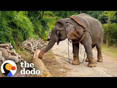 Elephant Is Finally Freed From Chains After 55 Years | The Dodo