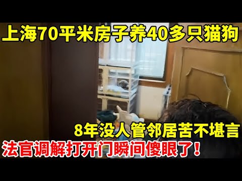 上海70平米房子养了40多只猫狗,8年没人管邻居苦不堪言,法官上门调解打开门瞬间傻眼了【案件追踪】