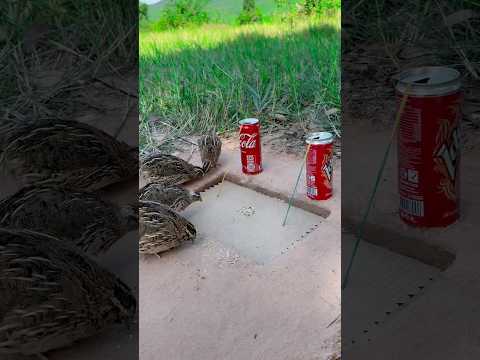 New Idea - Amazing Creative Underground Quail Trap Using Paper Box And Cans #shorts