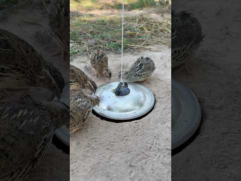 DIY Creative - Best DIY Underground Quail Trap Using Pot lid #shorts