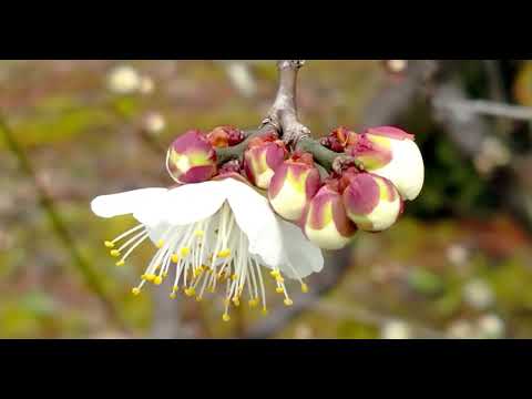 ウメ　【大寒】  plum blossoms