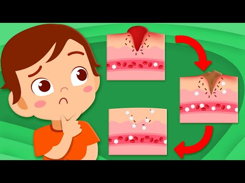 Learn How Skin Heals! | Human Body Songs For Kids | KLT Anatomy