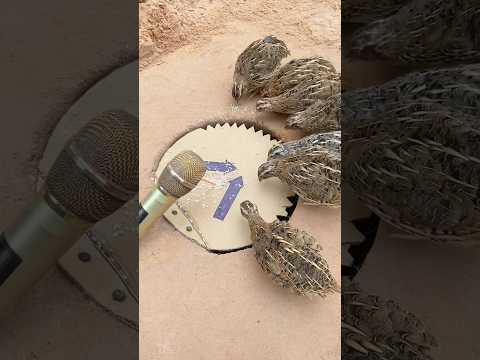 DIY Creative - Create Amazing Unique Quail Trap #shorts