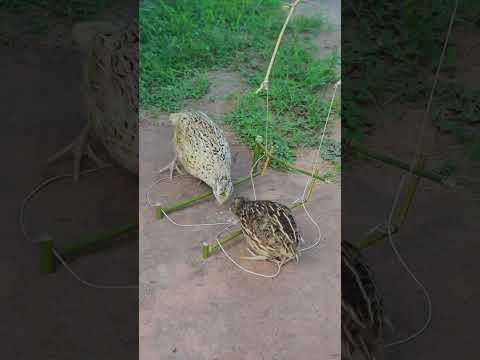 Creative Bird Trap #youtubeshorts #shortvideo #shorts