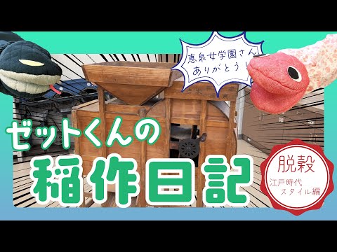 【田んぼまるのみ！】ゼットくんの稲作日記～脱穀（江戸時代スタイル）編～