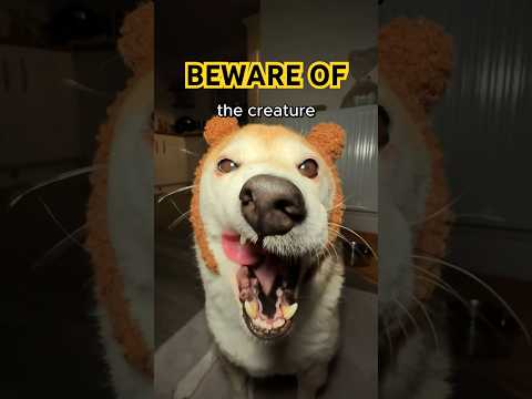 Try not to get scared 😱 (The Creature) #shibainu