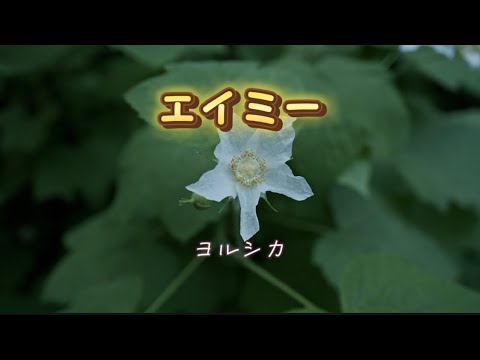 エイミー　ヨルシカ（歌詞付き）