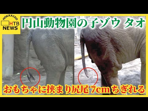 円山動物園の子ゾウ「タオ」、尻尾にけが　遊具に挟まり7cmちぎれる　札幌市