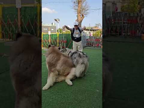 當一日店長不稀奇.當一日馴犬師才神奇本週精實訓練談的工作站OJT訓練5大要領跟這群可愛的狗狗完全用不上🤣🤣.....不用精實只要零食👏👏👏