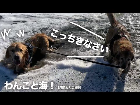 わんわんと海にいってきました！