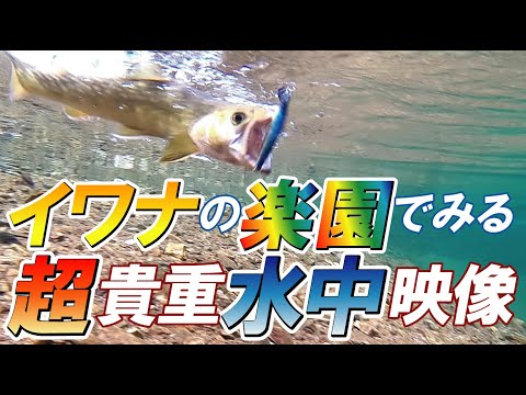 【水中映像】イワナのヒットシーンは必見！スレる感じも確認出来る！