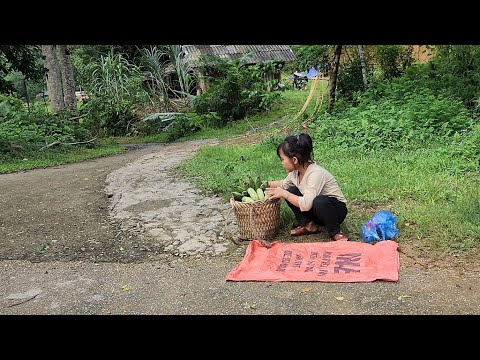 Poor girl, harvesting bananas to sell, cooking, Uncle Quoc helps build