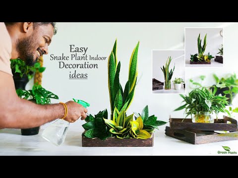 Snake Plant Tabletop Decoration & Arrangement Ideas | Indoor Snake Plants Decor//GREEN PLANTS