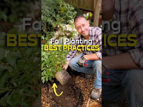 Perennial Planting Tips You NEED To Know