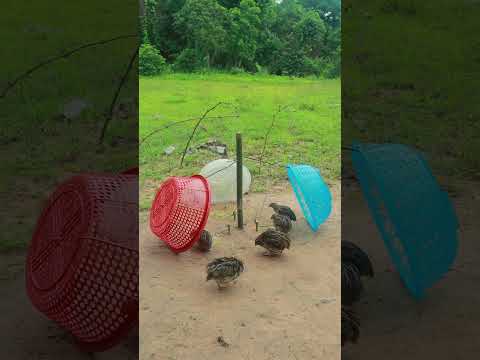 Advanced Quail Trapping: Unique and Creative Techniques Bird Trap #youtubeshorts #shorts #animaltrap