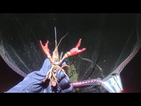 ライギョ狙いでガサガサしてみた結果…【琵琶湖ガサガサ生放送】