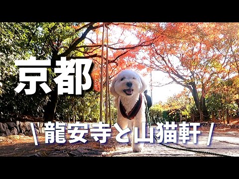 Walking in Kyoto with dog🍁Ryoanji Temple/#Kyoto Cafe #Kyoto Travel/#Kyoto  Sightseeing