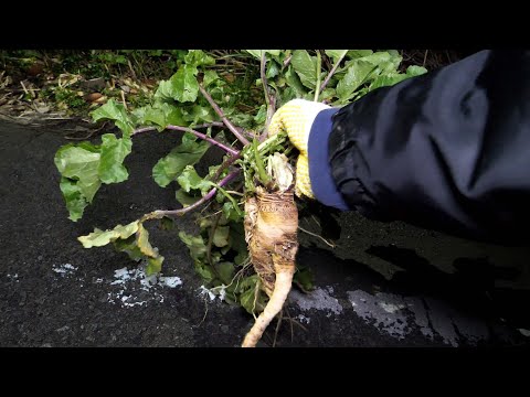 Eating FREE WILD vegetables on the road【ENG SUB】