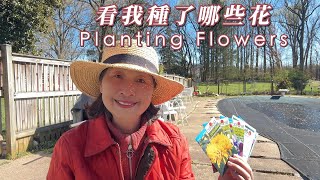 【園藝】種了四種花（波斯菊，萬壽菊，矢車菊，翠雀）看看我是怎麼種的｜兒子和女婿幫忙搬1.5噸的枕木到花園裡｜Planting Spring Flowers