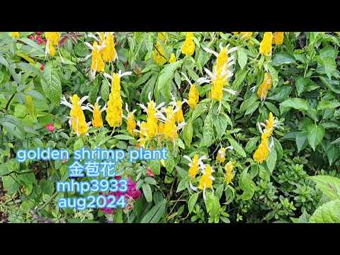 golden shrimp plant 金苞花 mhp3933 aug2024