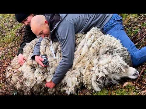 Matted Sheep Living Alone On A Mountain Top For Five Years Gets A Haircut | The Dodo