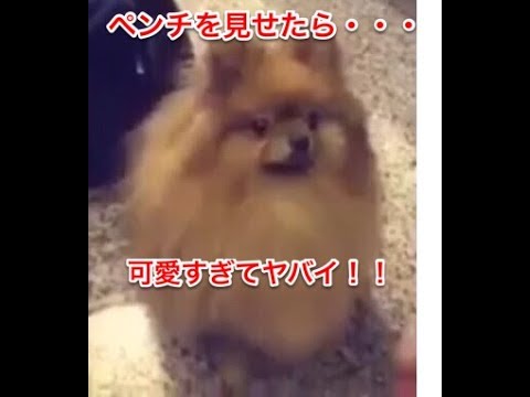 ペンチを見せた子犬の反応が可愛い過ぎるw