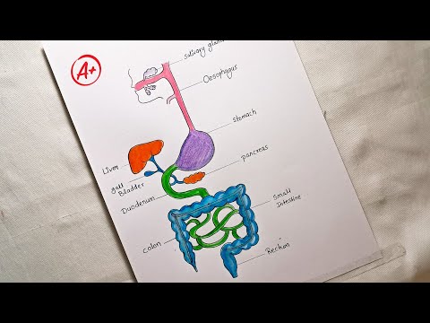 how to draw human digestive system diagram/biology diagram for class 10th /human digestive system