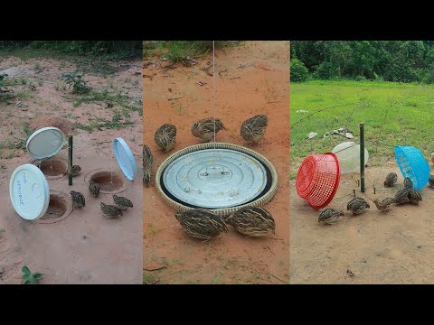 Really Creative Technique Unique Quail Trap That works 100%