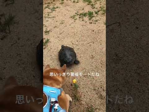 散歩中再会したカメさんに腰が引けてる登山犬あおい🤭