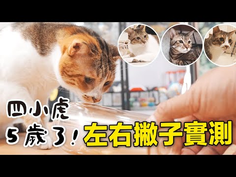 【黃阿瑪的後宮生活】四小虎5歲了！左右撇子實測！